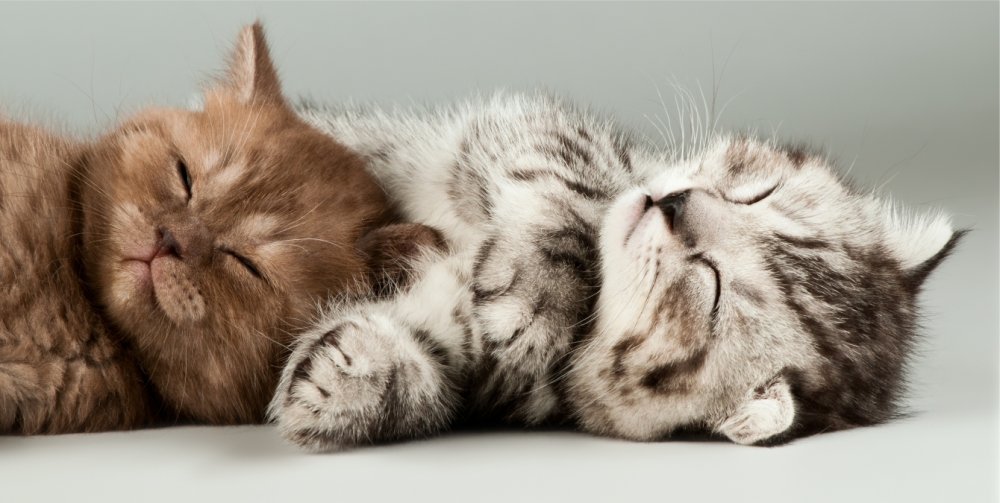 Котята 7