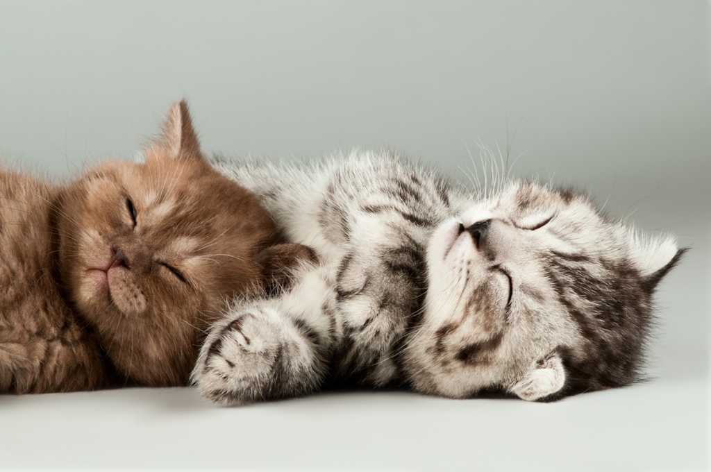 Котята 7