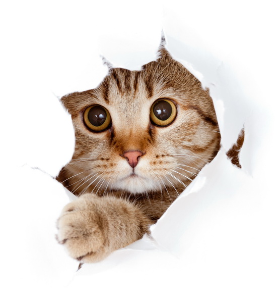Котенок 2