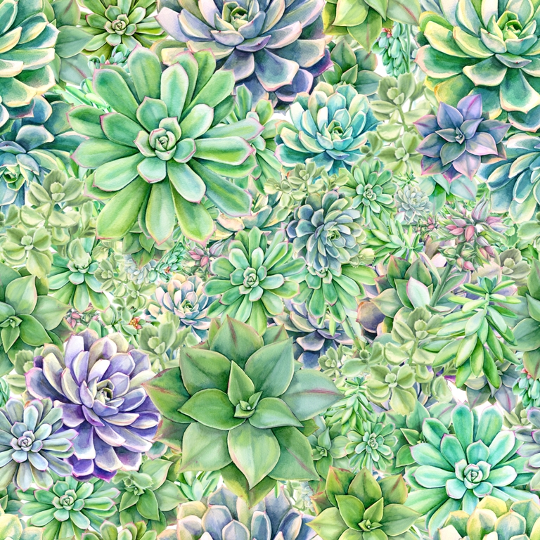 Суккуленты 1