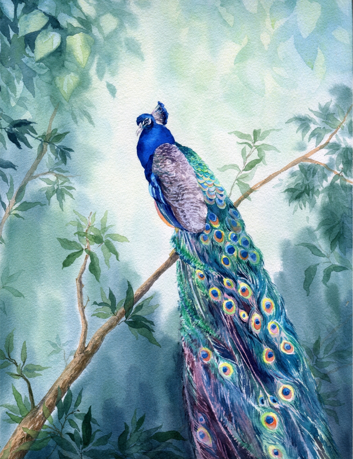 Павлин