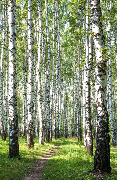 Березы 5