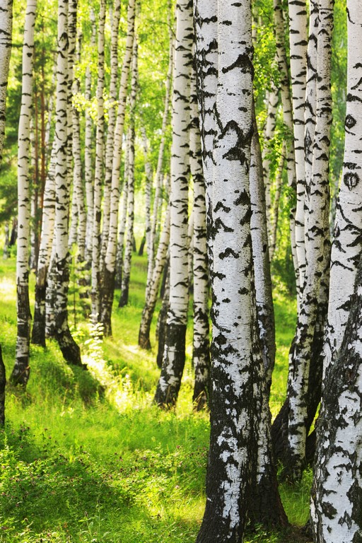 Березы 6