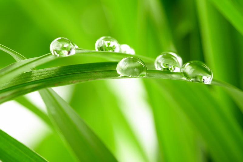 Капли воды на листьях 2