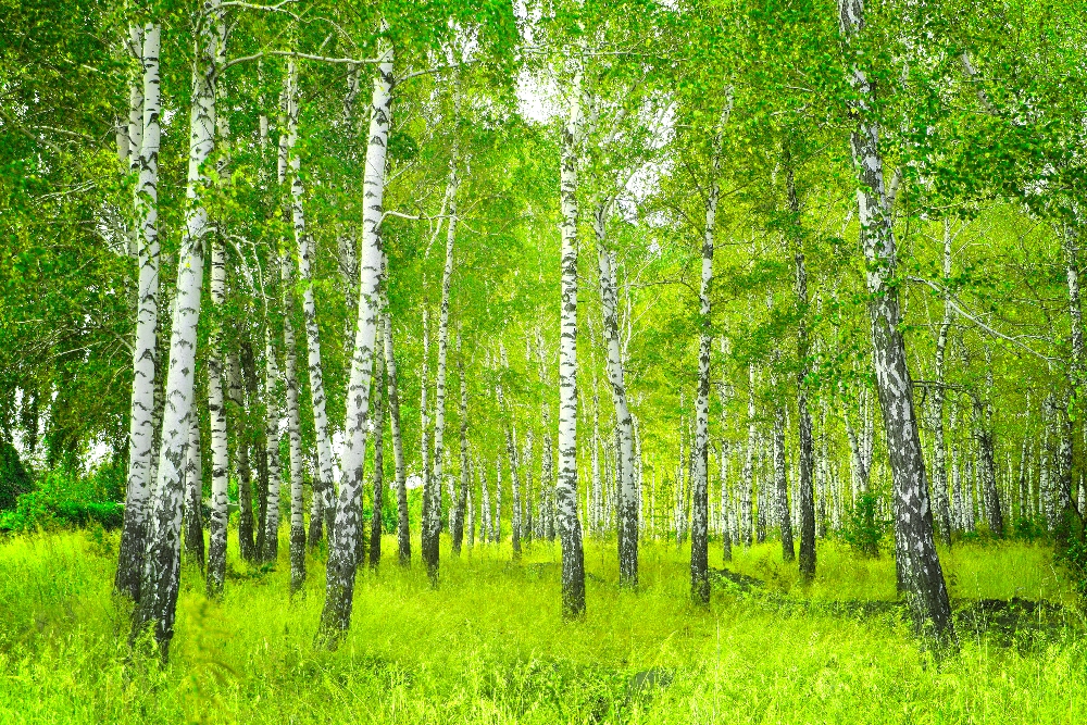 Березы 1