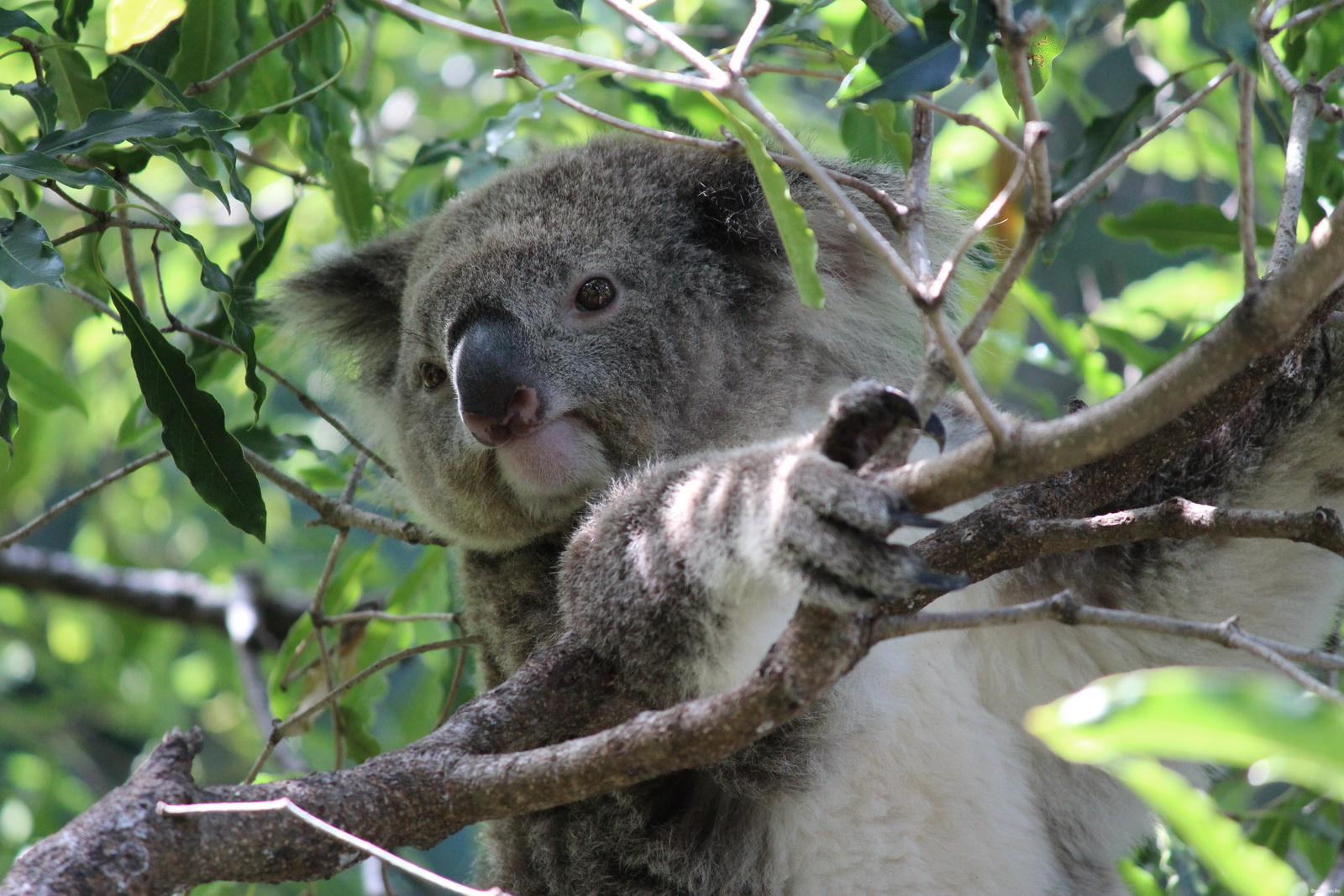 Коала