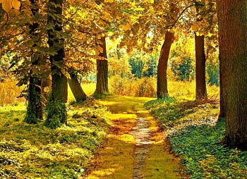 Осенний лес