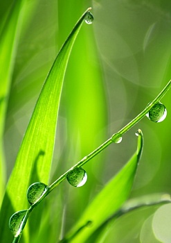 Капли воды на листьях 3