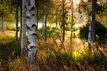 Березы 4