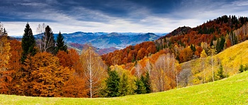 Осенний лес 4