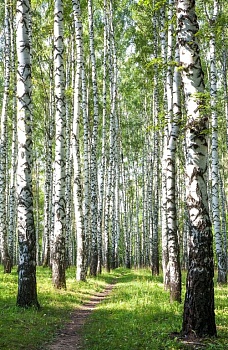 Березы 5