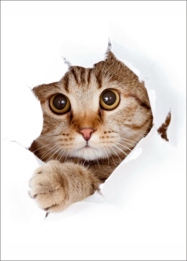 Котенок