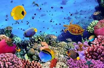 Подводный мир 6