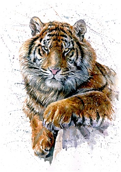 Тигр 9